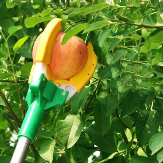 Fruit Collector 170cm