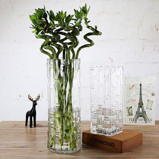 Airplants Bamboo Lucky Height 70cm Airplants Bamboo Lucky Height 70cm