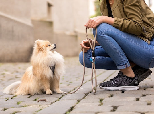 Curli Λουρί/Οδηγός Σκύλου Stretch Comfort Leash σε Ροζ χρώμα 1.80m x 0.8cm