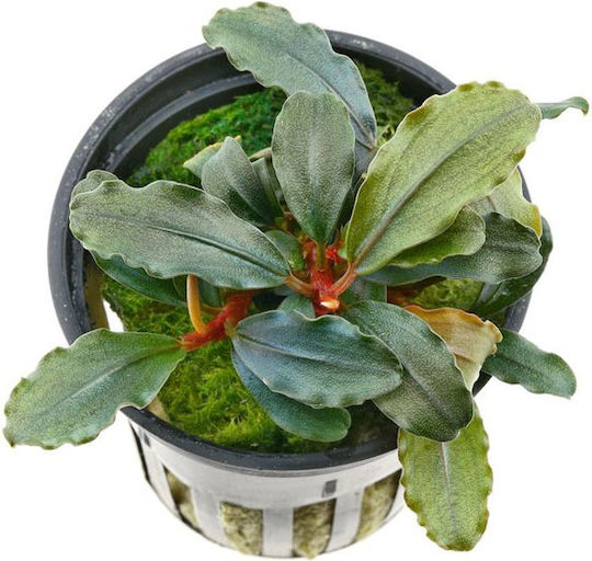 Tropica Bucephalandra Sp. Ζωντανό Φυτό Ενυδρείου Bucephalandra