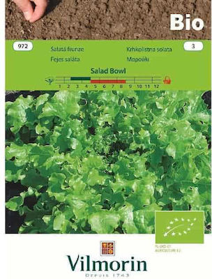 Vilmorin Bio Salad Bowl Seeds Lettuce Organic Cultivation