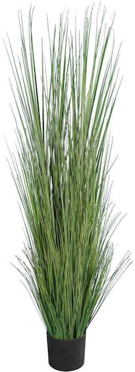 Pampas grass σε Γλάστρα GloboStar Pampas grass σε Γλάστρα GloboStar