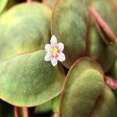 Tropica Phyllanthus Fluitans 1-2-Grow