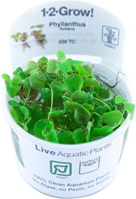 Tropica Phyllanthus Fluitans 1-2-Grow