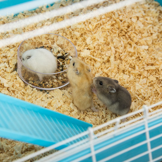 Pawhut Hamster Cage 59x36x69cm