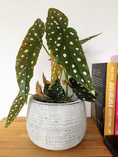 Polnix Etno Plant Pot Concrete Beige