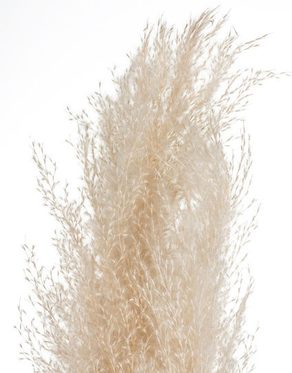 Pampas Artificial Decorative Branch Pampas Grass Brown 60cm 6 Pieces Atmosphera