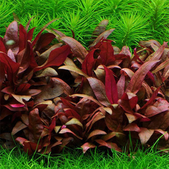 Tropica Alternathera Reineckii Pink