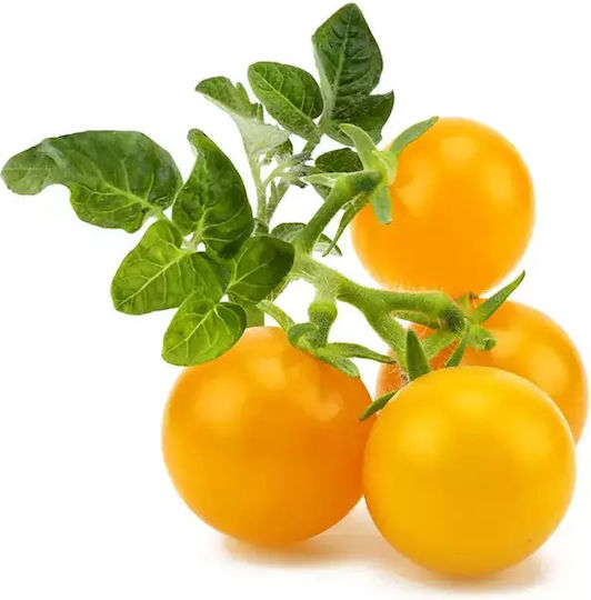 Click and Grow Σπόροι Τομάτας Cherry 3τμχ