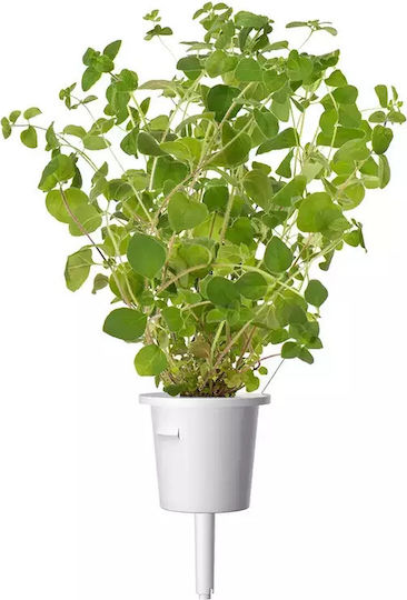 Click and Grow Σπόροι Ρίγανης 3τμχ