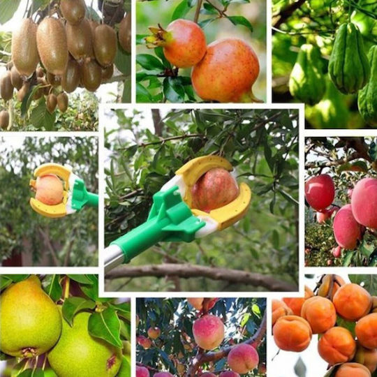 Fruit Collector 170cm