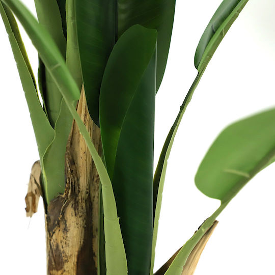 Outdoor Musa Tree Newplan