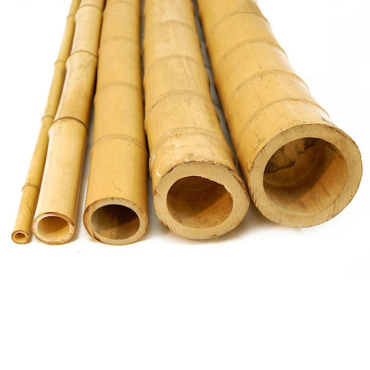 Showood Καλάμι για Περίφραξη Κήπου από Μπαμπού 300x10x10εκ.