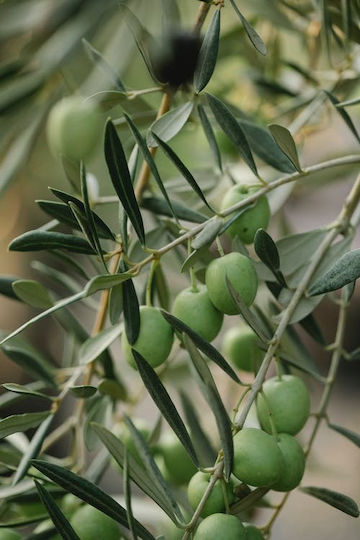 Seamuse Χειροποίητο Σαπούνι Olive Oil With Bentonite Clay 50gr