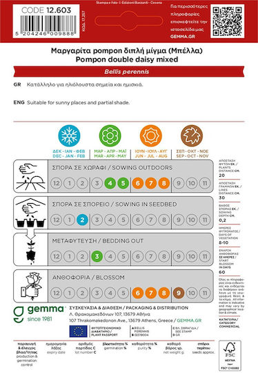 Gemma Pompon Seeds Daisyς