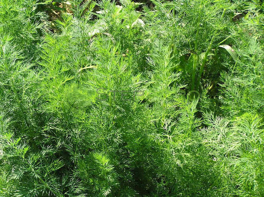 Geniki Fytotechniki Athinon Seeds Dill 500gr