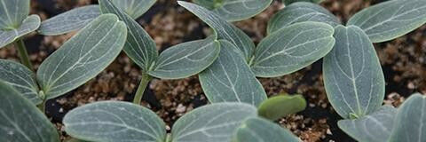 Syngenta Σπόροι