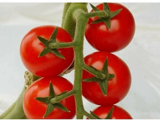 Syngenta Σπόροι Τομάτας