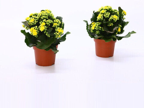 Kalanchoe Calandiva Glitzernd Kalanchoe Calandiva Glitzernd