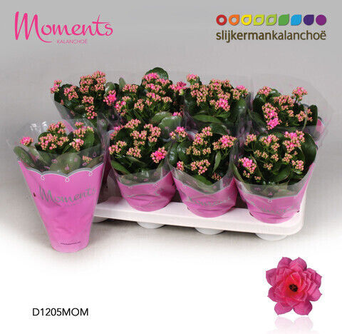 Kalanchoe Calandiva Glitzernd Kalanchoe Calandiva Glitzernd