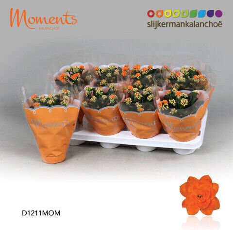Kalanchoe Calandiva Glitzernd Höhe 30cm Kalanchoe Calandiva Glitzernd Höhe 30cm