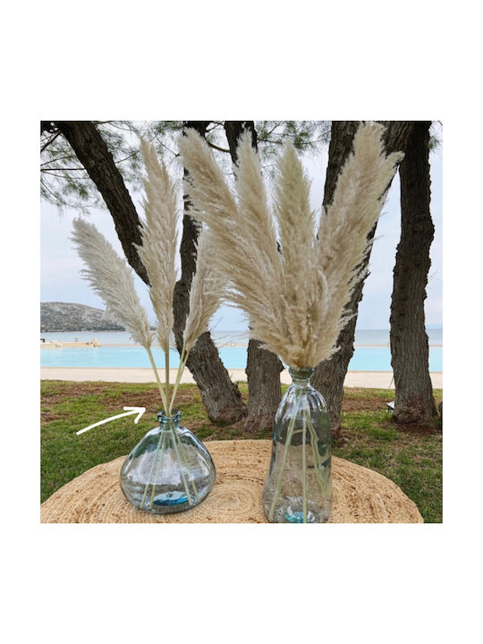 Αποξηραμένο Φυτό Pampas grass