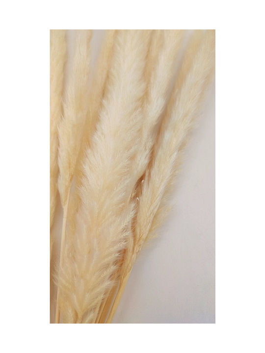 Μπουκέτο από Pampas grass 60cm 15τμχ