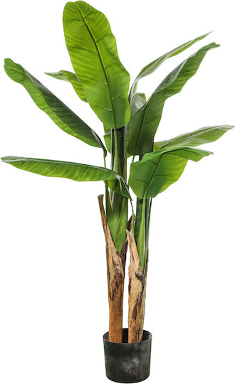 Musa Potted Plant