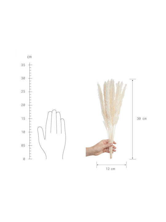 Μπουκέτο από Pampas grass Λευκό 12cm Butlers