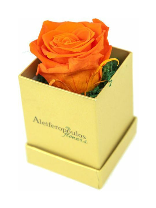 Aleiferopoulos Flowers Ewige Rose Orange in Box 1Stück