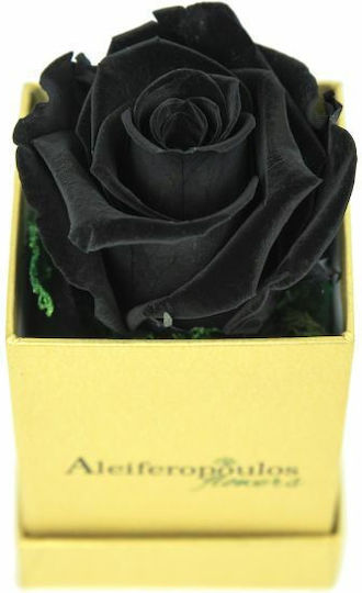 Ewige Rose Schwarz in Box Aleiferopoulos Flowers