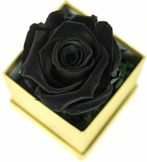 Ewige Rose Schwarz in Box Aleiferopoulos Flowers