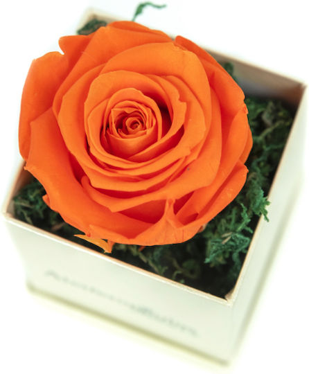 Вечно роза Orange в кутията Aleiferopoulos Flowers