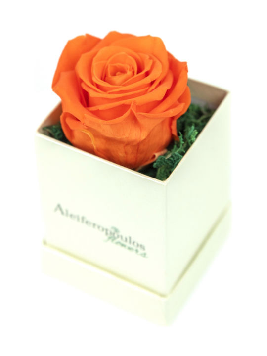 Aleiferopoulos Flowers Eternal Rose Orange in Box 1pcs