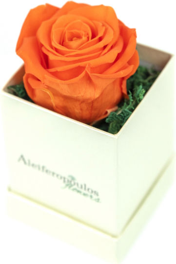 RB11 Aleiferopoulos Flowers RB11 Aleiferopoulos Flowers