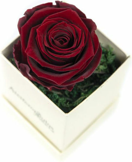 Eternal Rose Burgundy in Box Aleiferopoulos Flowers