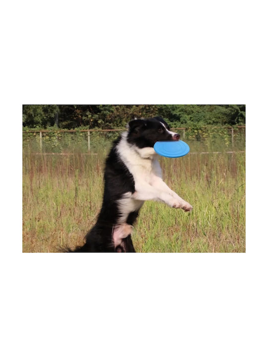 Training Toy Dog Blue