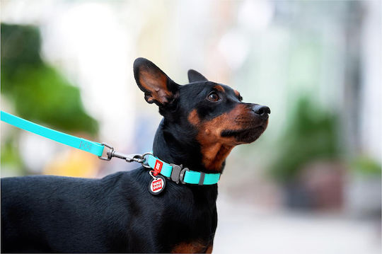 WauDog Dog Leash/Lead Strap in Turquoise color
