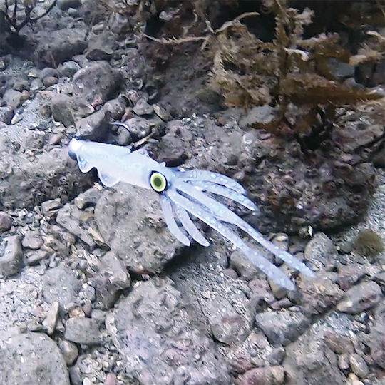 Viceo Squid 6 Καλαμαριέρα Φωσφοριζέ 15εκ. Ροζ