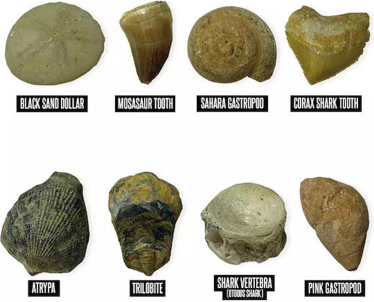 Educational Insights Κιτ Ανασκαφής Απολιθωμάτων STEM Joc Educațional Excavare de dinozauri pentru 3+ ani Ani