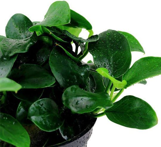 Tropica Live Aquarium Plant