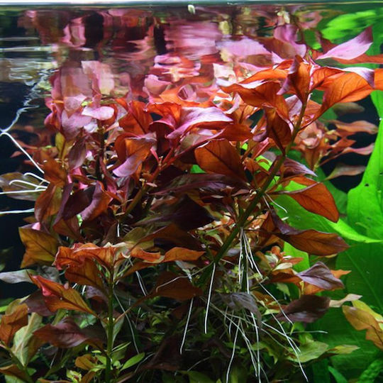 Tropica Ludwigia Repens Rubin Lebende Aquariumspflanze Ludwigia Palustris 12278