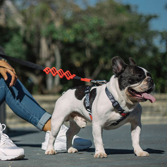 Zee-Dog Dog Leash/Lead Strap in Orange color