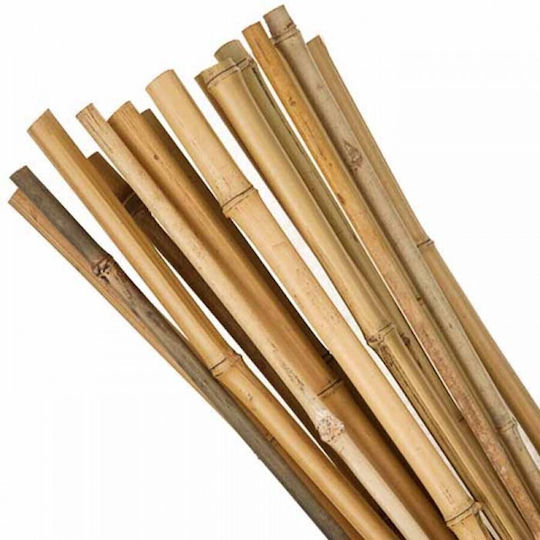 Showood Καλάμι για Περίφραξη Κήπου από Μπαμπού 300x10x10εκ.
