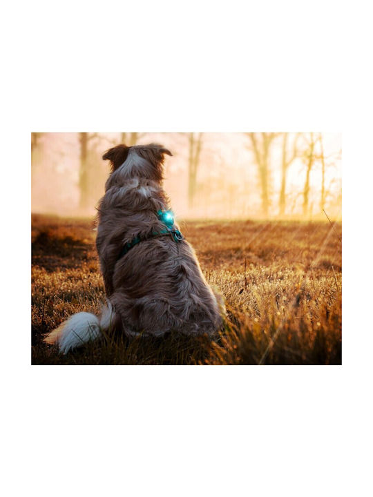 orbiloc Hundehalsband aus Nylon in Orange Farbe