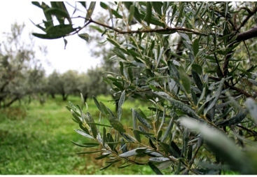 Olea Tree Exzellentes natives Olivenöl Bio-Produkt mit Aroma Unverfälscht 1Es 1Stück