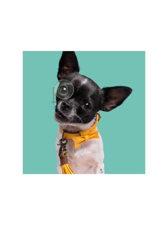DWAM Dog Collar in Yellow color 24-039