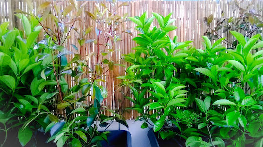 Ecoshadow Gard de Bambus Bambus cu Jumătate de Lemn 1x3m