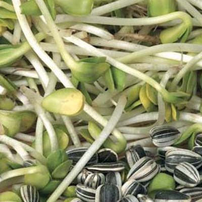 Geo Bavicchi Σπόροι Βιολογικής Καλλιέργειας 200gr