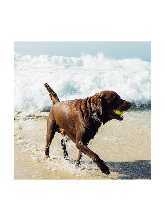 Zee-Dog NeoPro Ошийник в Черен Цвят Medium